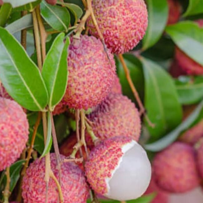 Lychee Bosworth 3 - Ladybird Nursery