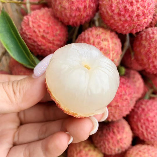 Dwarf Lychee (Wai Chi) - Ladybird Nursery
