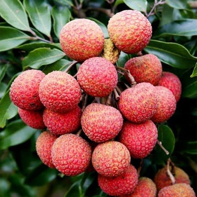 Lychee No Mai Chi