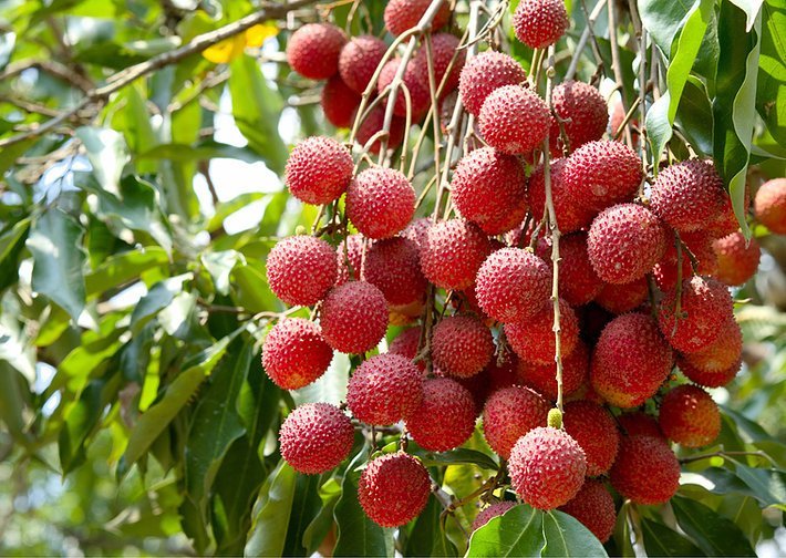 Red Ball Lychee