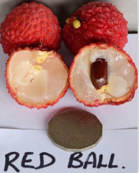 Red Ball Lychee 250mm (PICK UP ONLY) - Ladybird Nursery