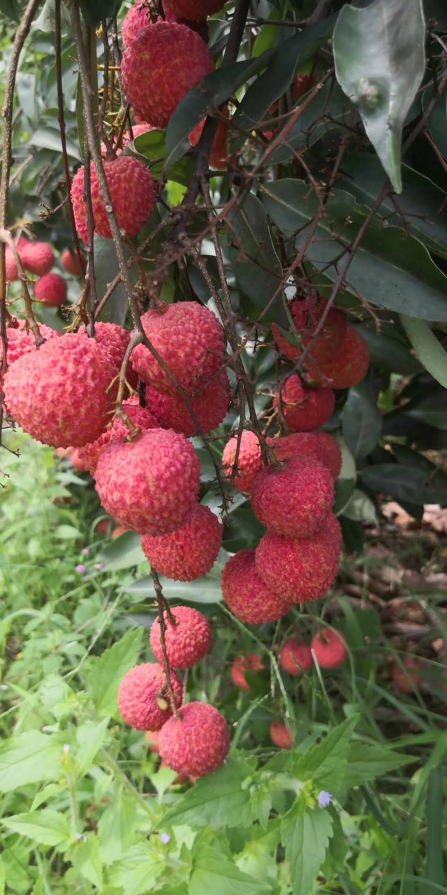 Dwarf Lychee ‘Wai Chi’ Fruit Tree – Buy Now! – Ladybird Nursery