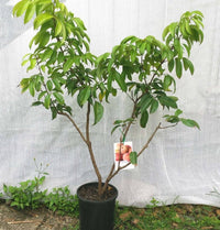 Dwarf Lychee (Wai Chi) - Ladybird Nursery