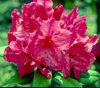 Rhododendron Antoon Van Welie