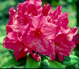 Rhododendron Antoon Van Welie