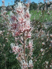 Grevillea endlicheriana