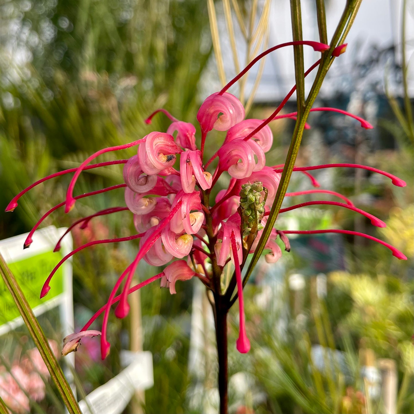 Grevillea 'Elegance'