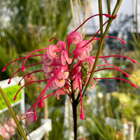 Grevillea 'Elegance'