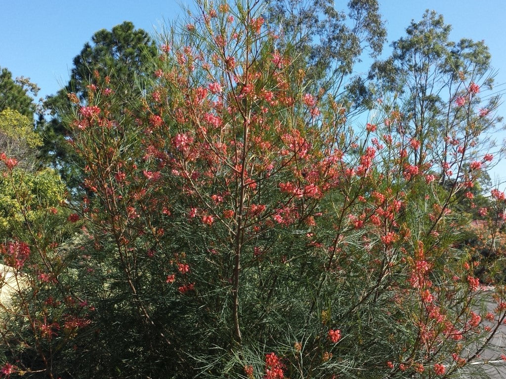Grevillea Elegance (grafted)