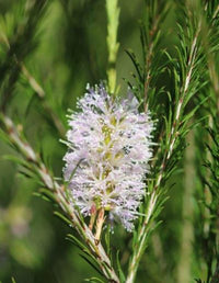 Bracelet Honey Myrtle Pink (Melaleuca armillaris)