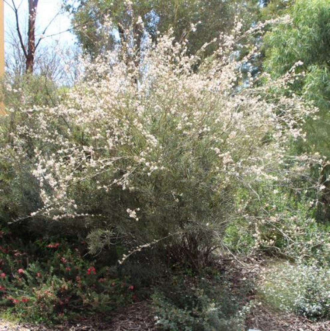 Grevillea endlicheriana - Ladybird Nursery