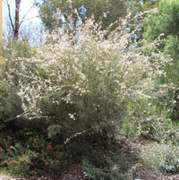 Grevillea endlicheriana - Ladybird Nursery