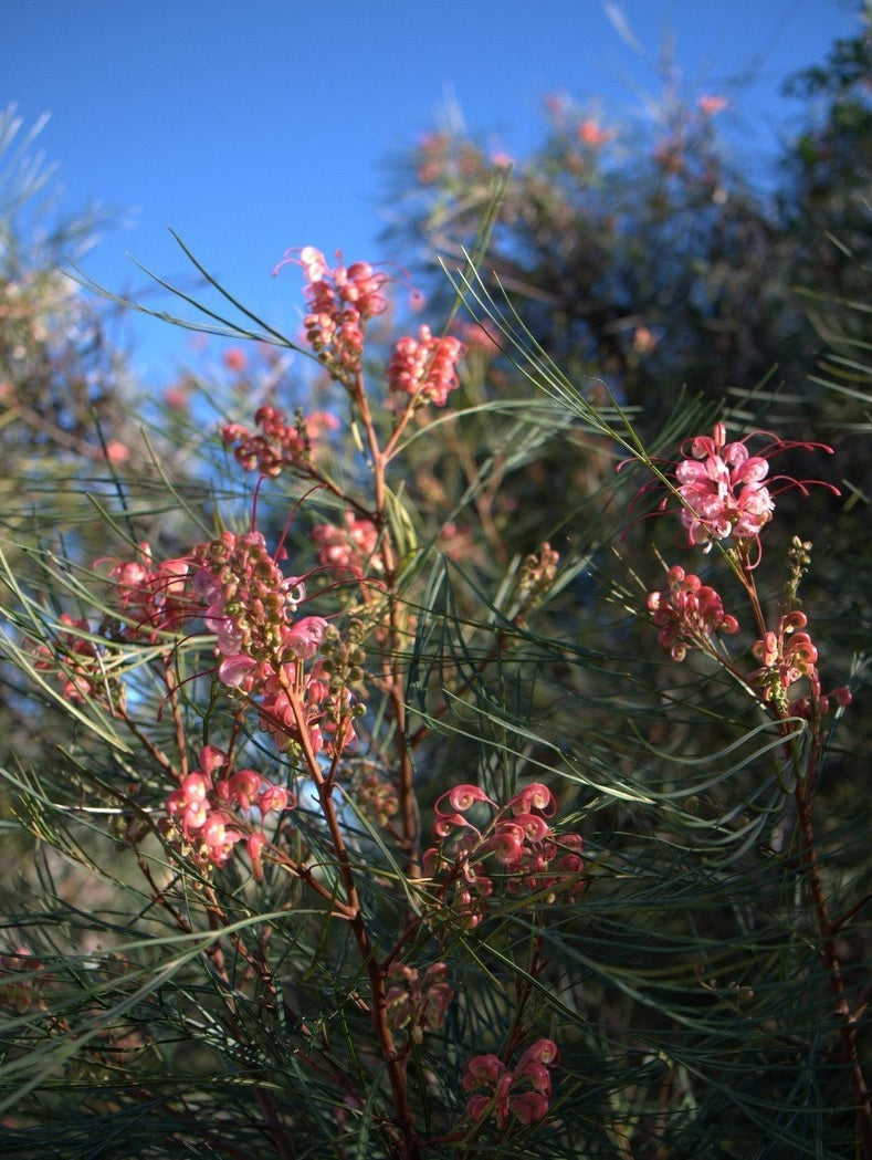 Grevillea Elegance (grafted)