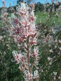 Grevillea endlicheriana - Ladybird Nursery