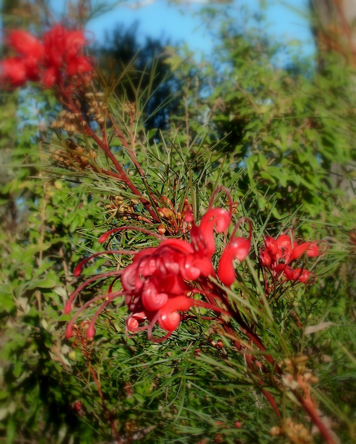 Grevillea Elegance (grafted)