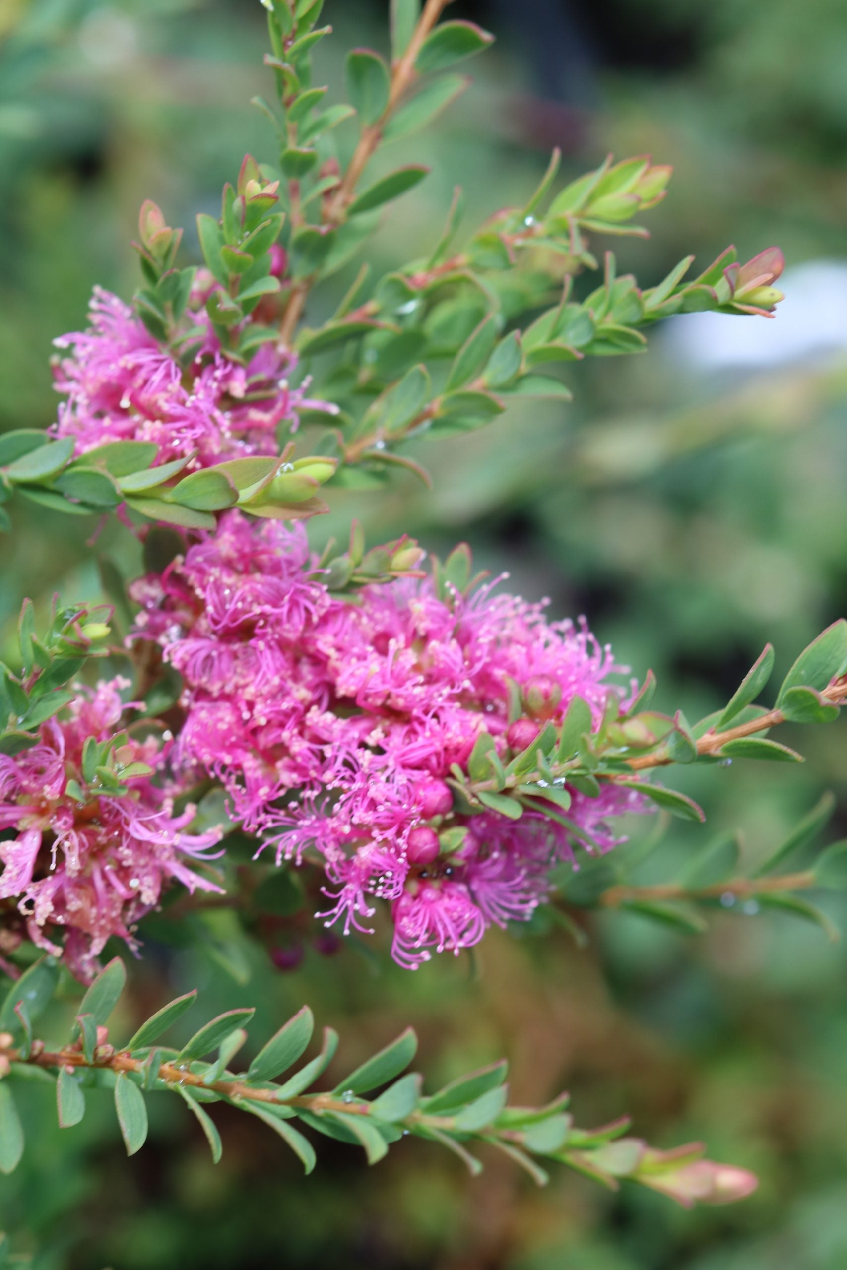 Thyme Honey Myrtle Cotton Candy (Melaleuca thymifolia)