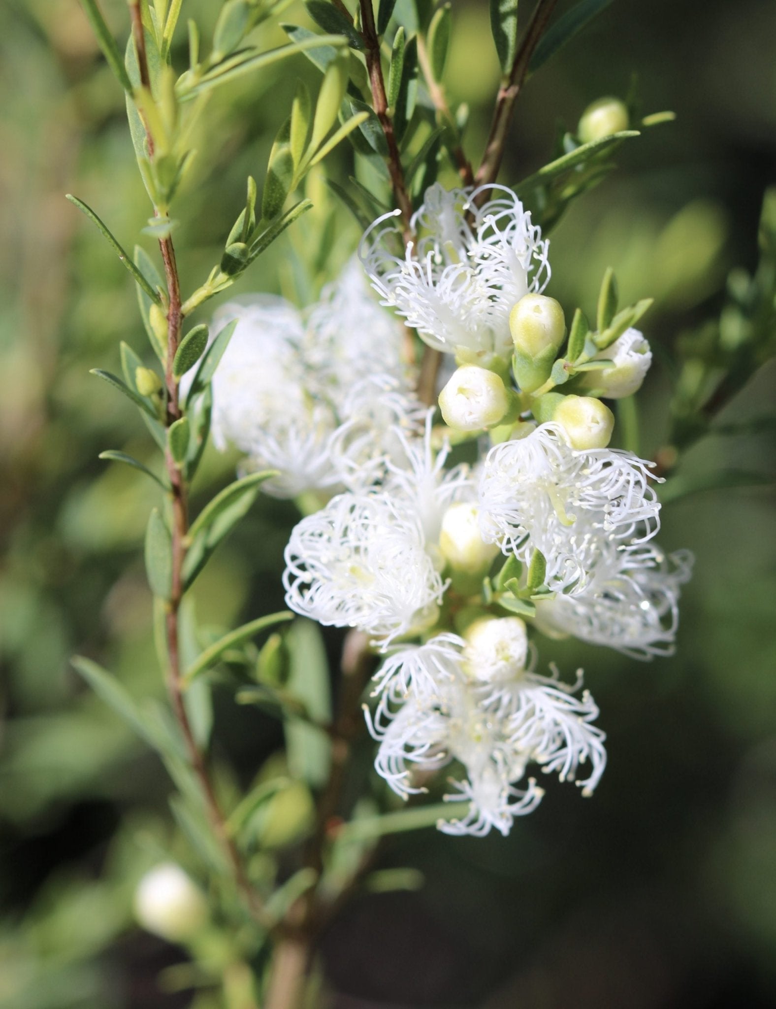 Thyme Honey Myrtle White Lace (Melaleuca thymifolia) - Ladybird Nursery