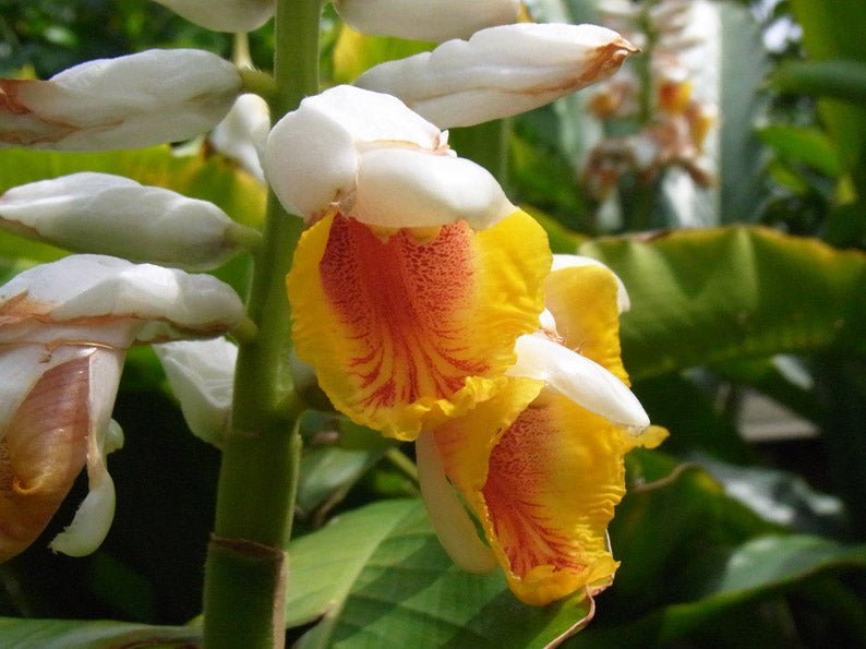 False Cardamom Ginger Cardomom (Alpinia mutica) - Ladybird Nursery