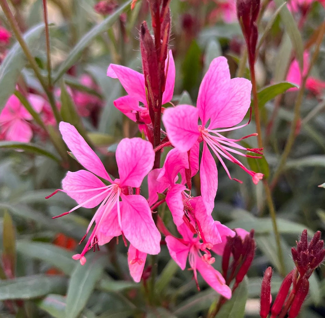 Gaura Confetti Pink (Gaura spp.)