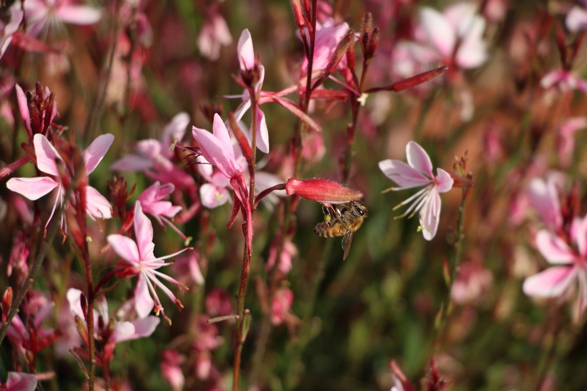 Gaura Grace Blush - Ladybird Nursery