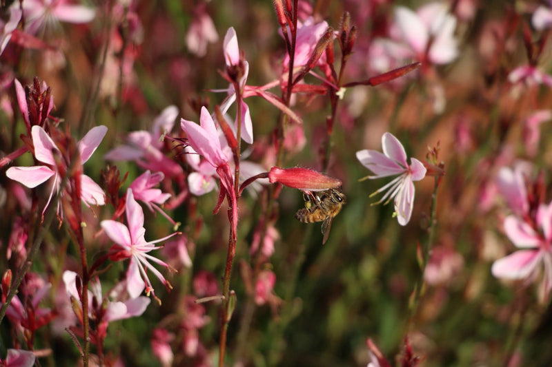Gaura Grace Blush