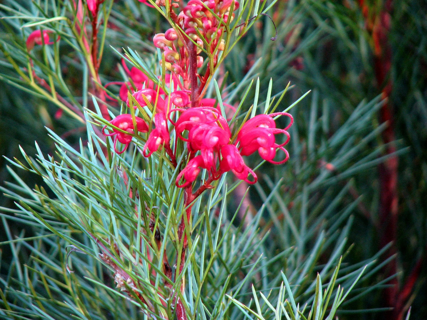 Grevillea Bon Accord
