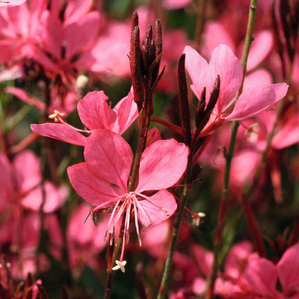 Gaura Dark Pink (Gaura spp.)