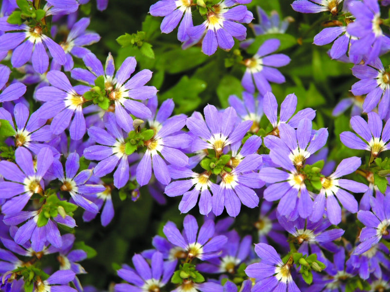 Fan Flower 'Aussie Crawl' (Scaevola aemula)