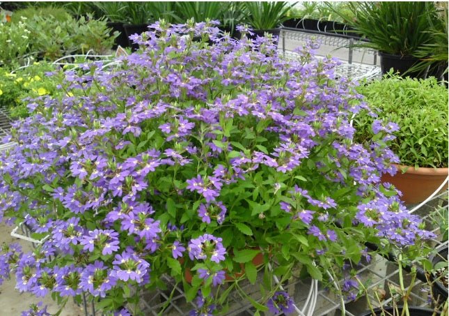 Fan Flower Aussie Salute Blue (Scaevola aemula) - Ladybird Nursery