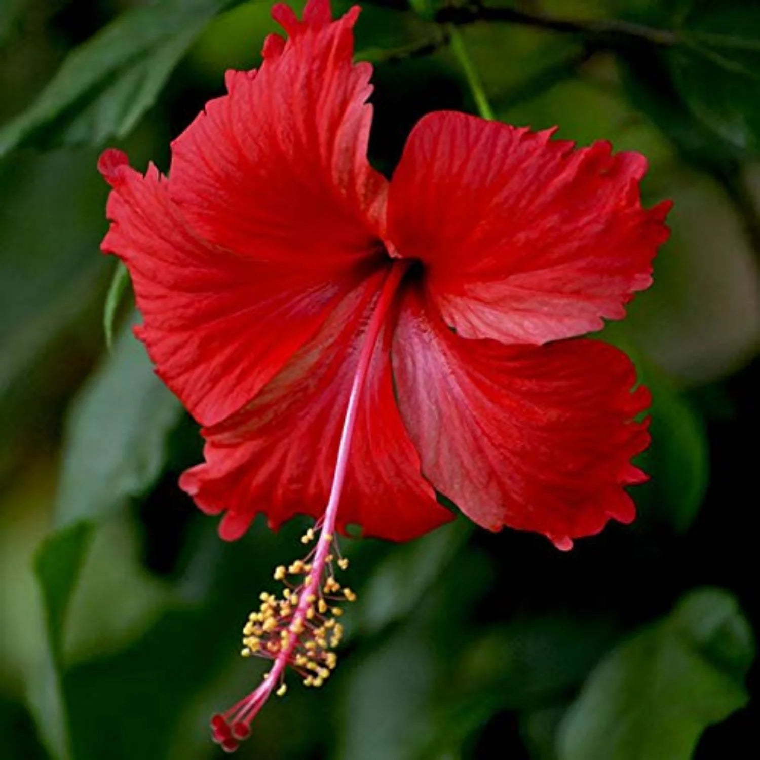 Hibiscus Fantasy Cherry Red (Hibiscus rosa - sinensis) - Ladybird Nursery