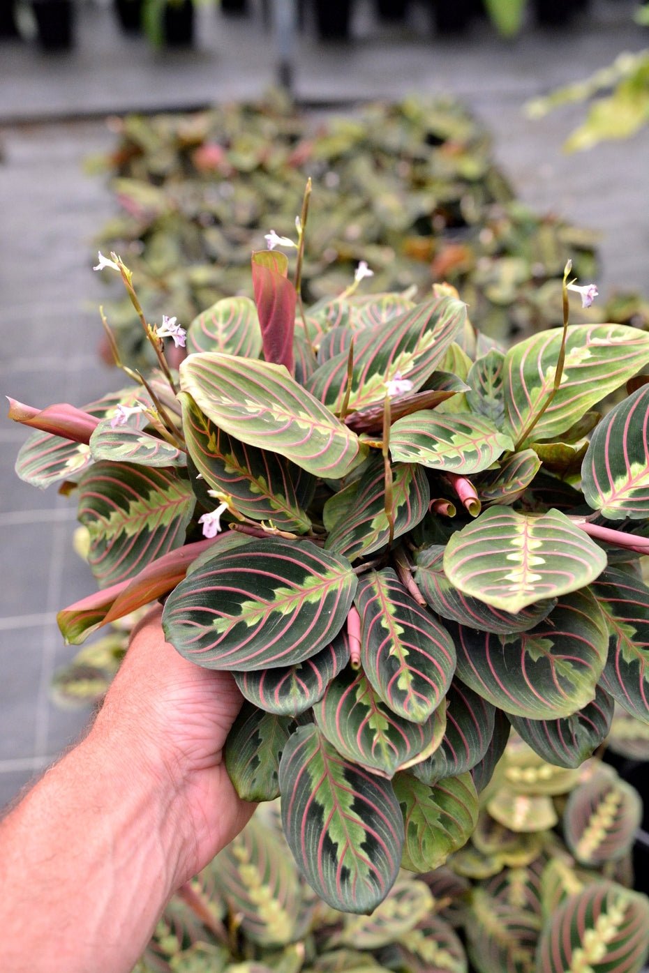 Prayer Plant erythroneura Red / Red Stripe (Maranta leuconeura) - Ladybird Nursery
