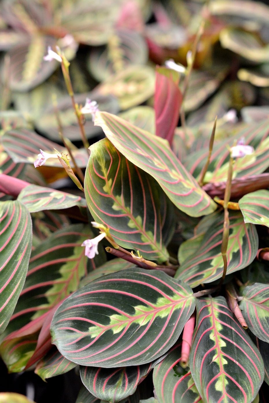 Prayer Plant erythroneura Red / Red Stripe (Maranta leuconeura) - Ladybird Nursery