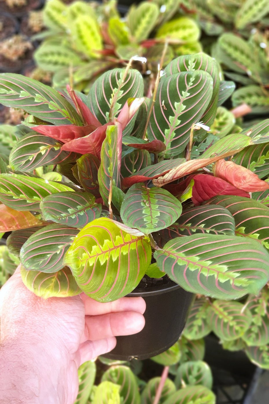 Prayer Plant erythroneura Red / Red Stripe (Maranta leuconeura) - Ladybird Nursery