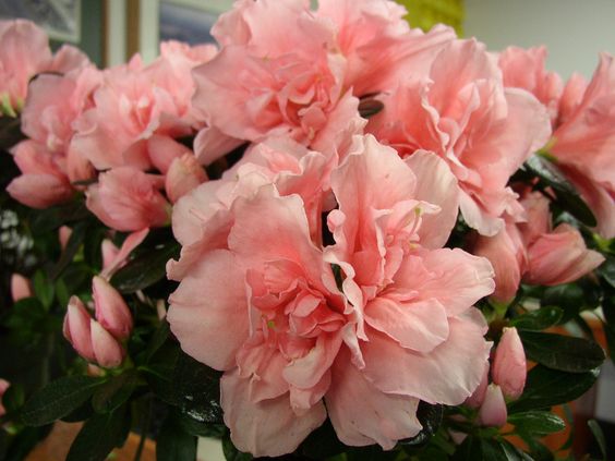 Azalea Christine Matton