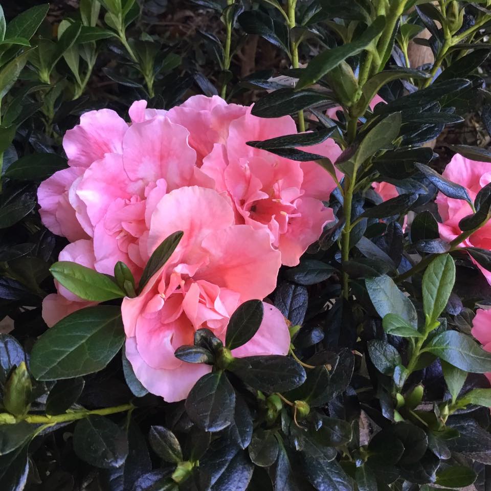 Azalea Christine Matton