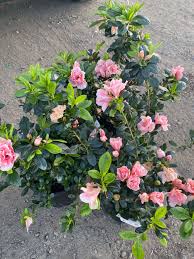 Azalea Christine Matton - Ladybird Nursery
