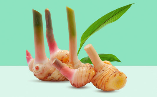 Galangal / Thai Ginger (Alpinia galanga)