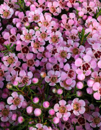 Geraldton Wax Local Hero (Chamelaucium) - Ladybird Nursery