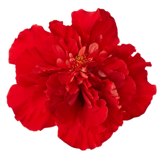 Hibiscus Flamenco™ Medusa - Ladybird Nursery