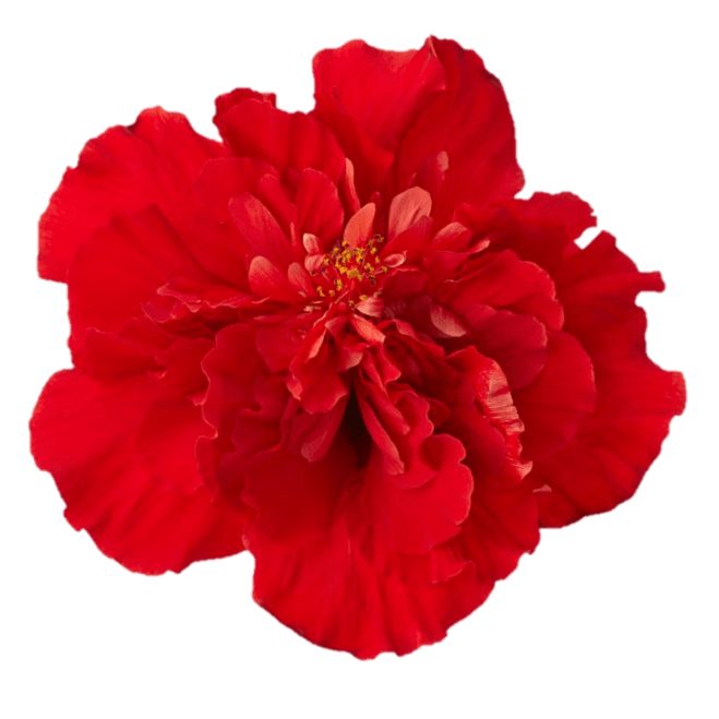 Hibiscus Flamenco™ Medusa