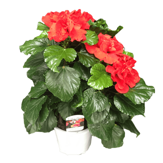 Hibiscus Flamenco™ Medusa