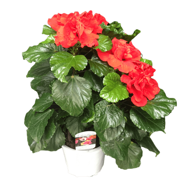 Hibiscus Flamenco™ Medusa