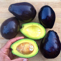 Avocado Mexicola Grande (A Type) - Ladybird Nursery