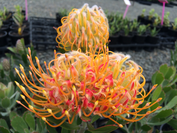 Leucospermum Mardi Gras Petite