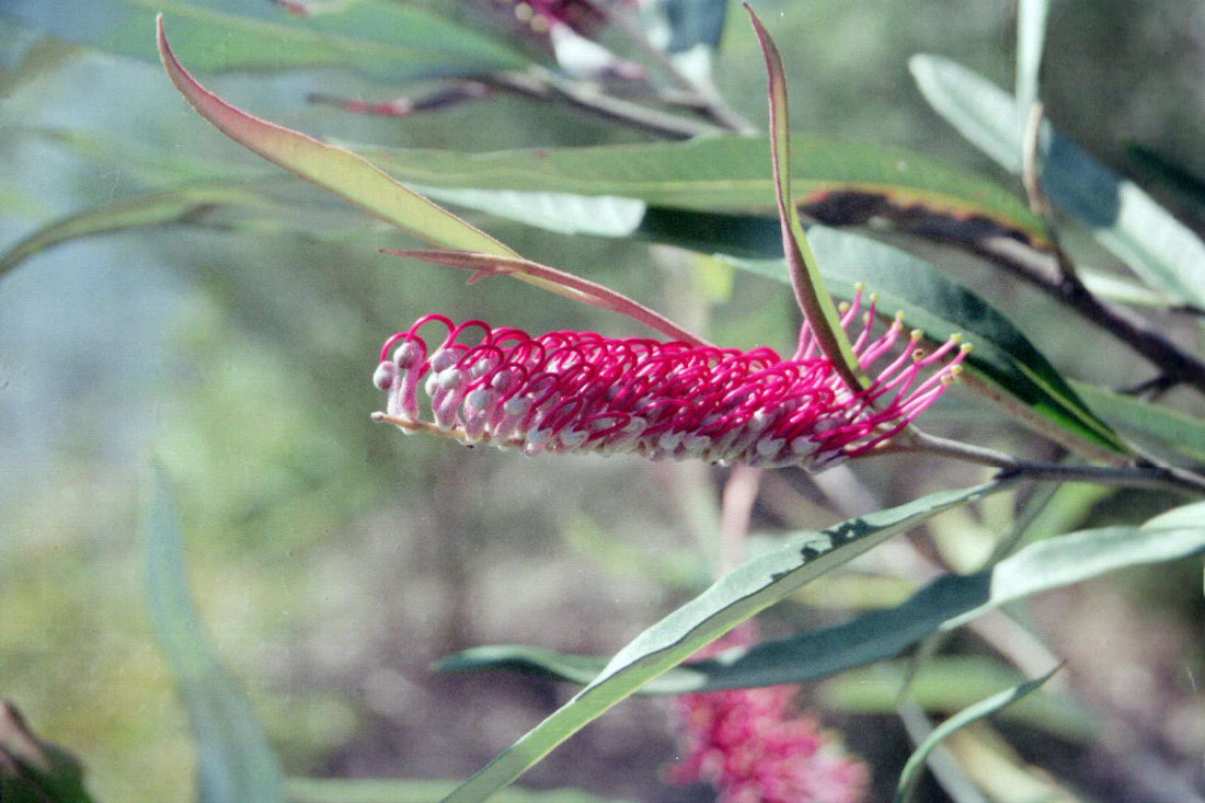 Grevillea Coastal Glow - Ladybird Nursery