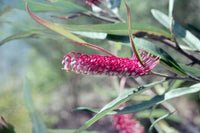 Grevillea Coastal Glow