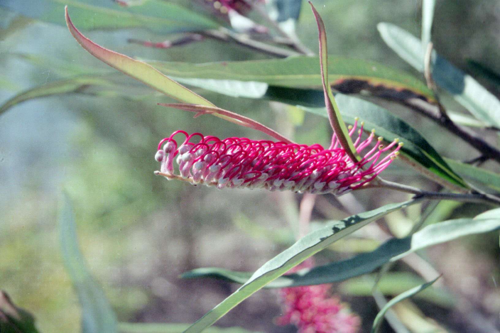 Grevillea Coastal Glow - Ladybird Nursery