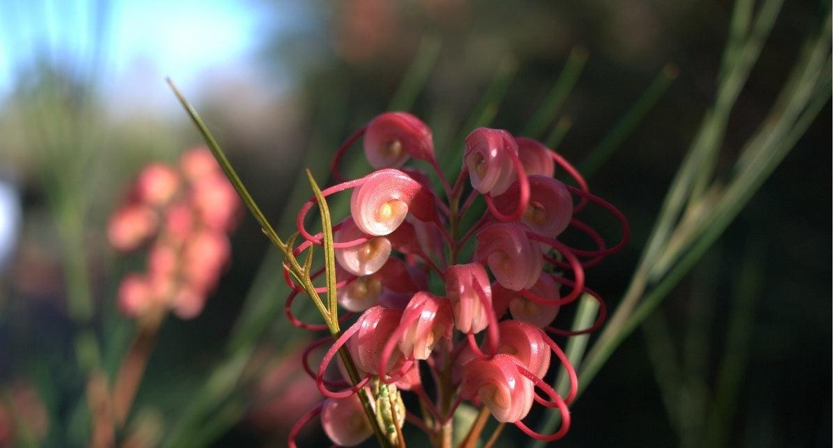 Grevillea Elegance (grafted)