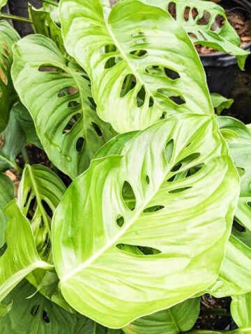 Swiss Cheese Plant (Monstera lechleriana)