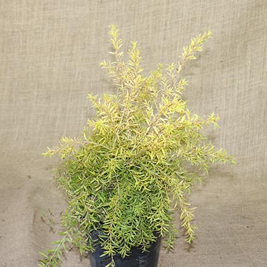 Black Tea-tree Revolution Gold (Melaleuca bracteata)